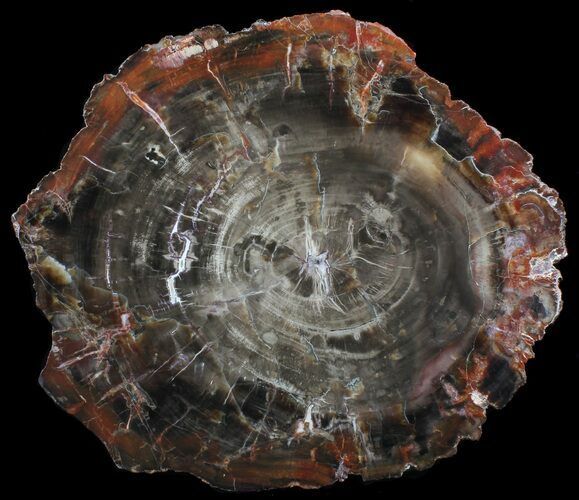 Triassic Petrified Wood Slab - Circle Cliffs, Utah #41965